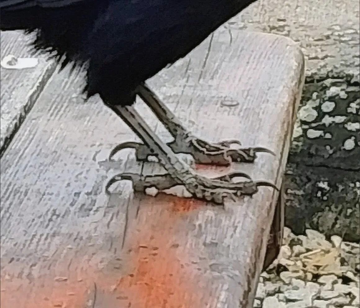 Crow's Feet