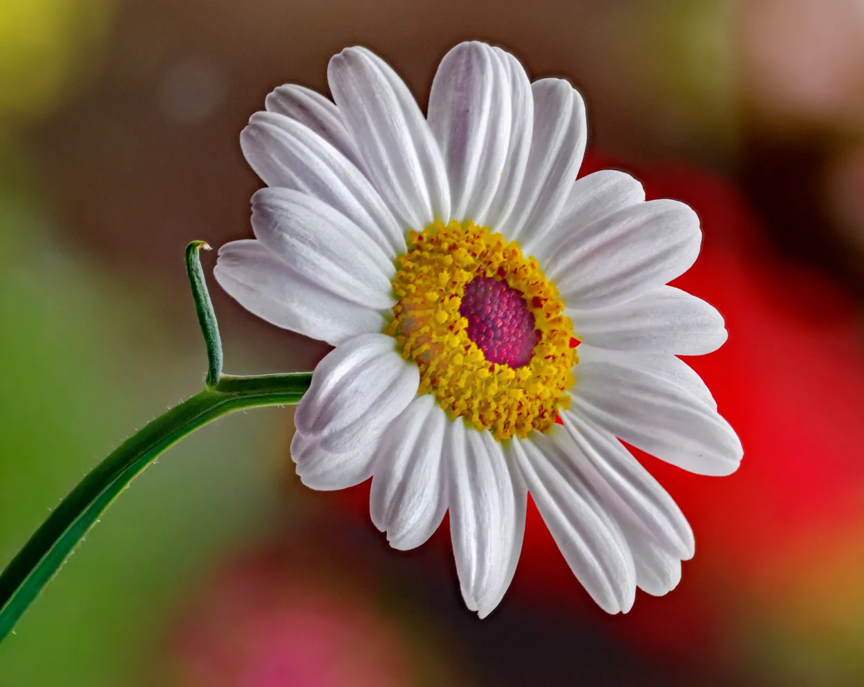 Tanacetum coccineum ( Persian daisy )