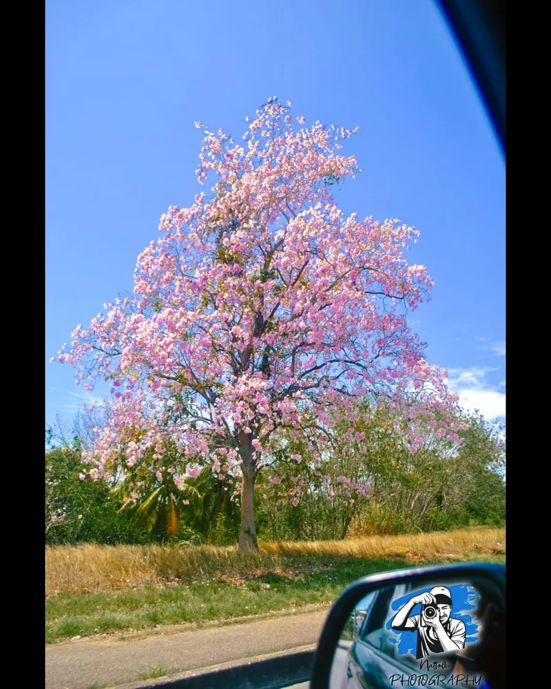 pink poui tree