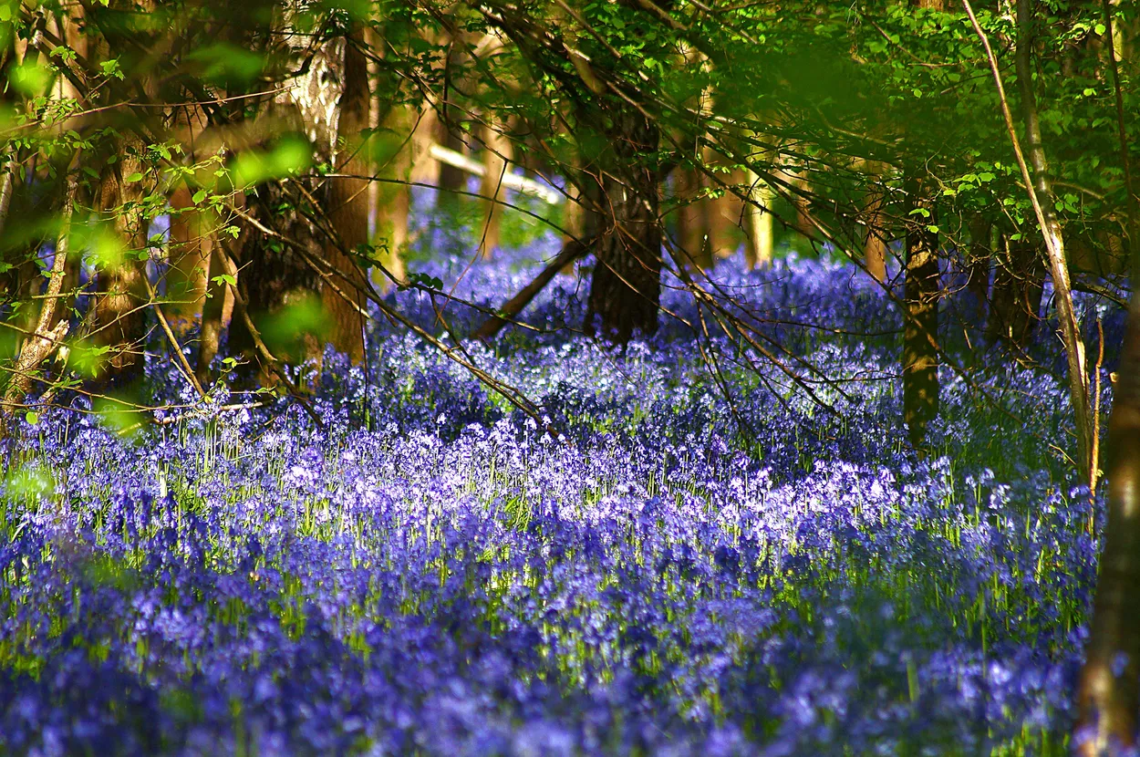 Through the Forest