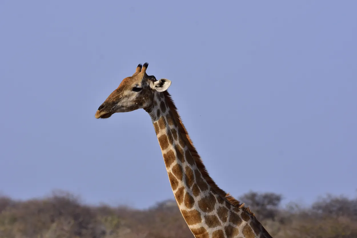 Giraffe in Etosha