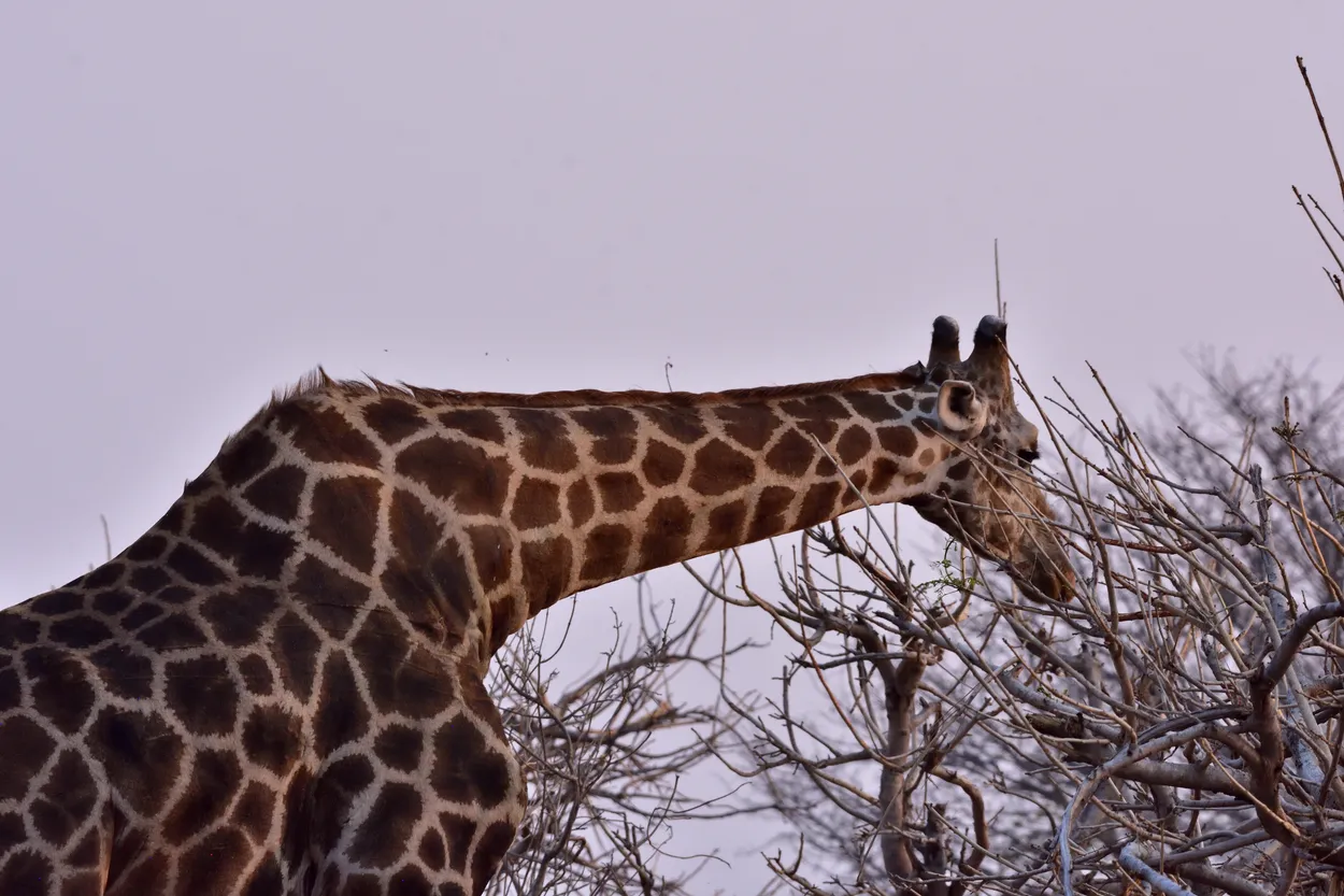 Giraffe's Lunch