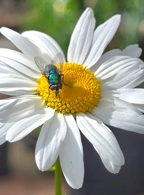 Flower & Fly