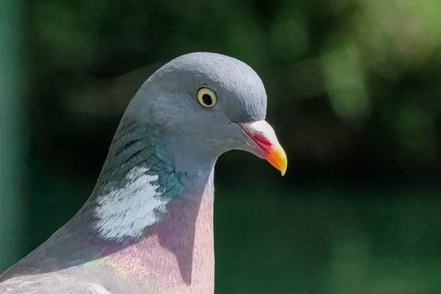 3493 Pigeon portrait