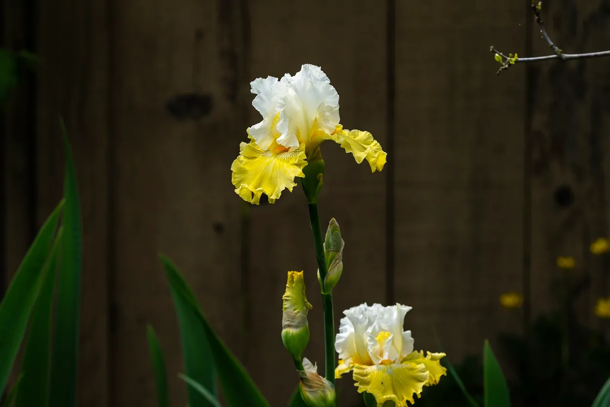 Irisis