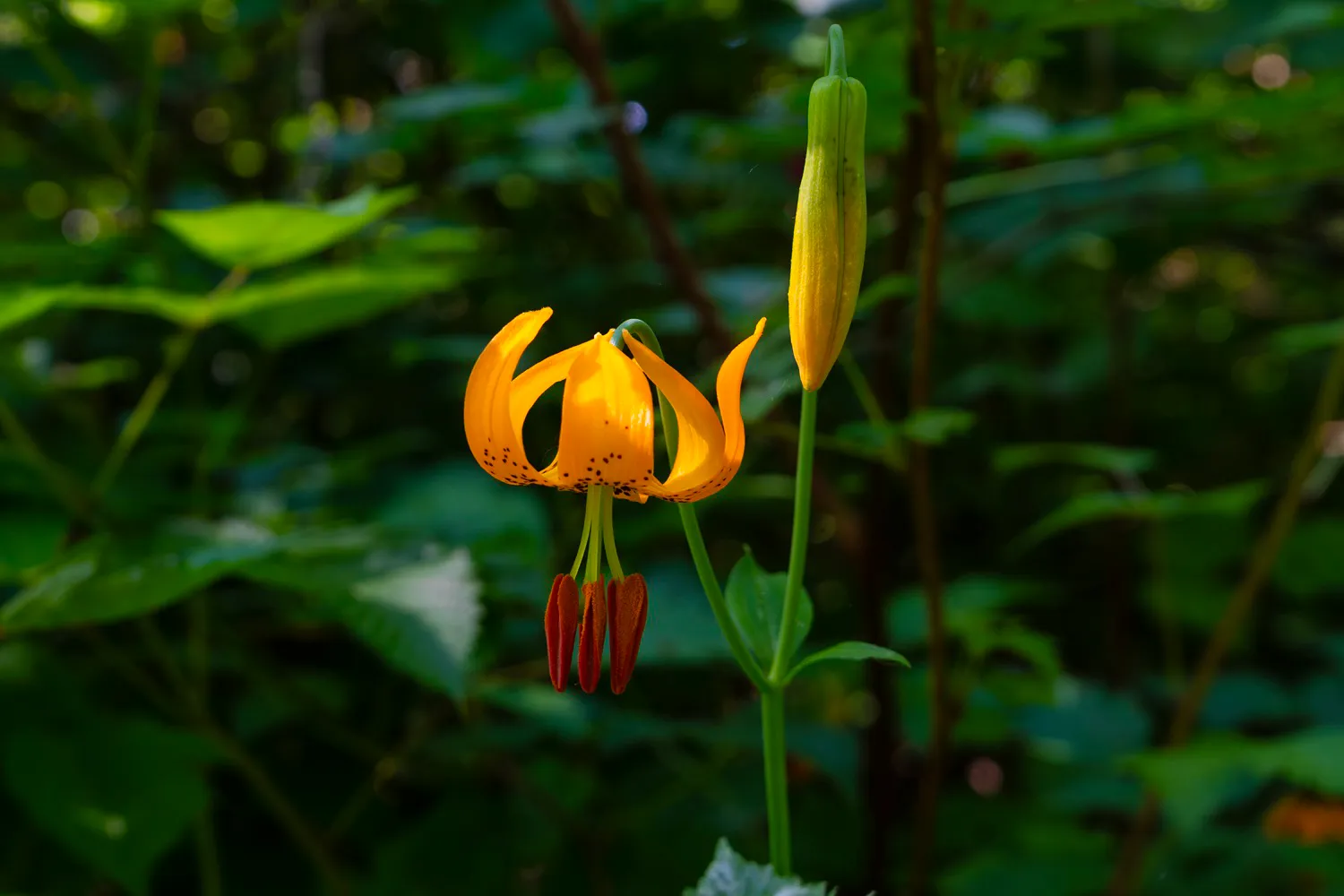 Wild Lily