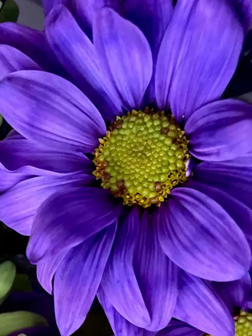 Purple daisy