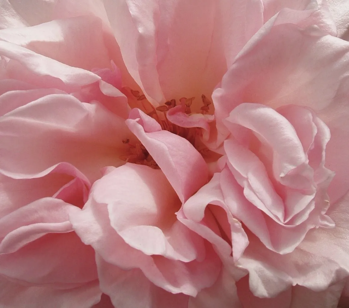 Pink Rose