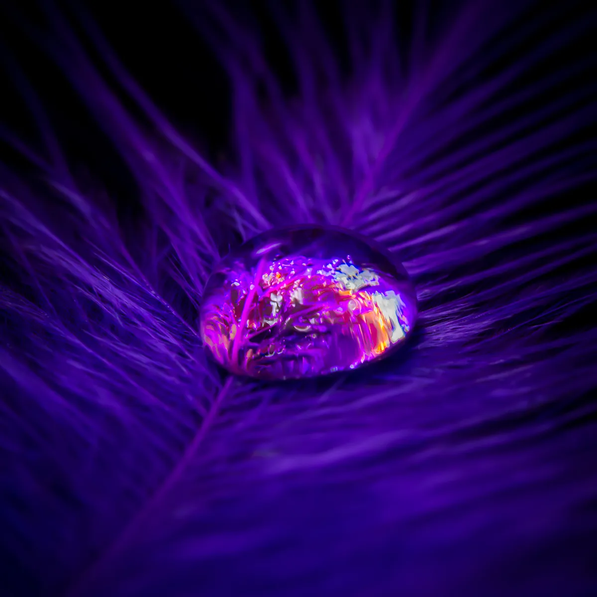 Purple Feather