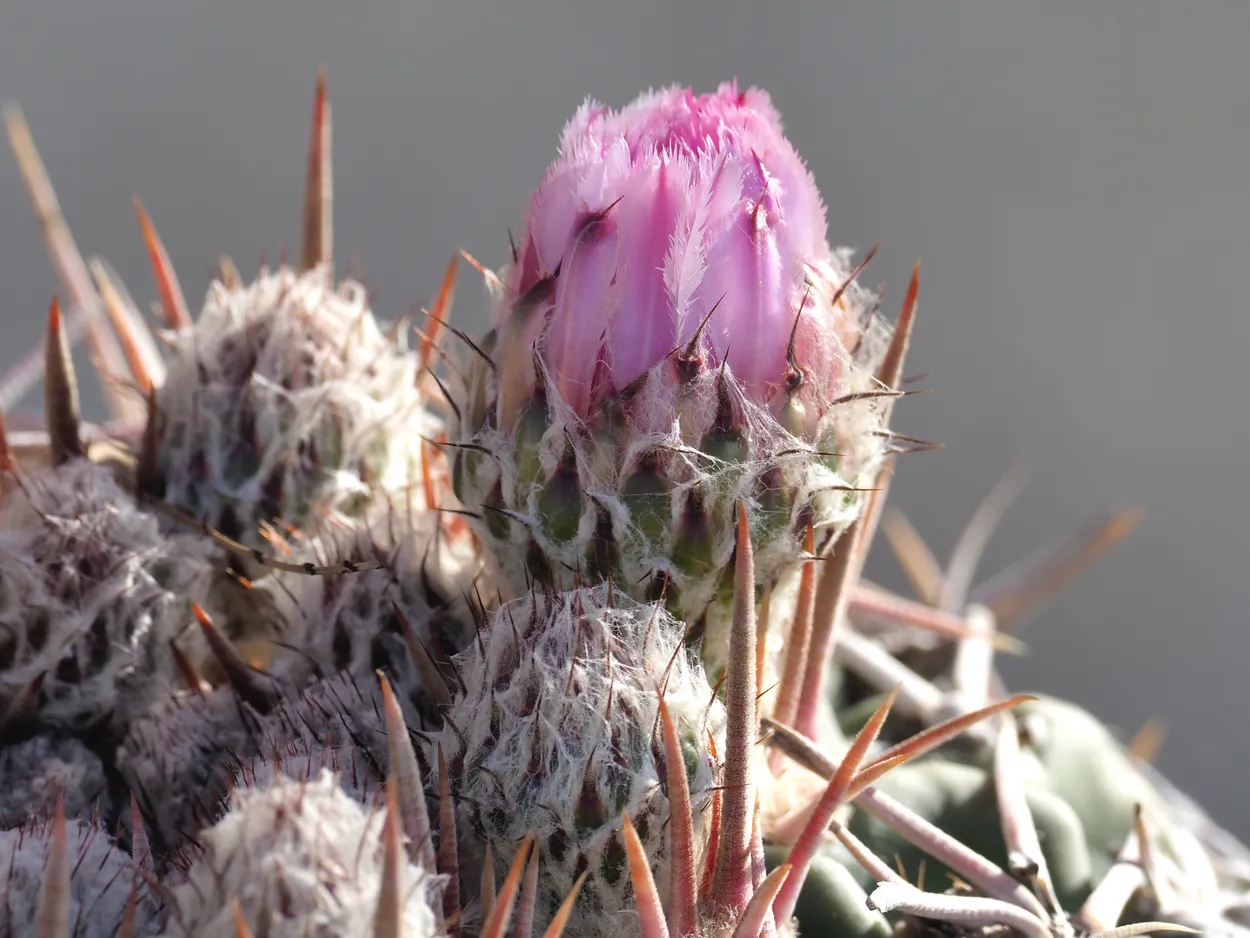 Pretty Purple Cactus Flower