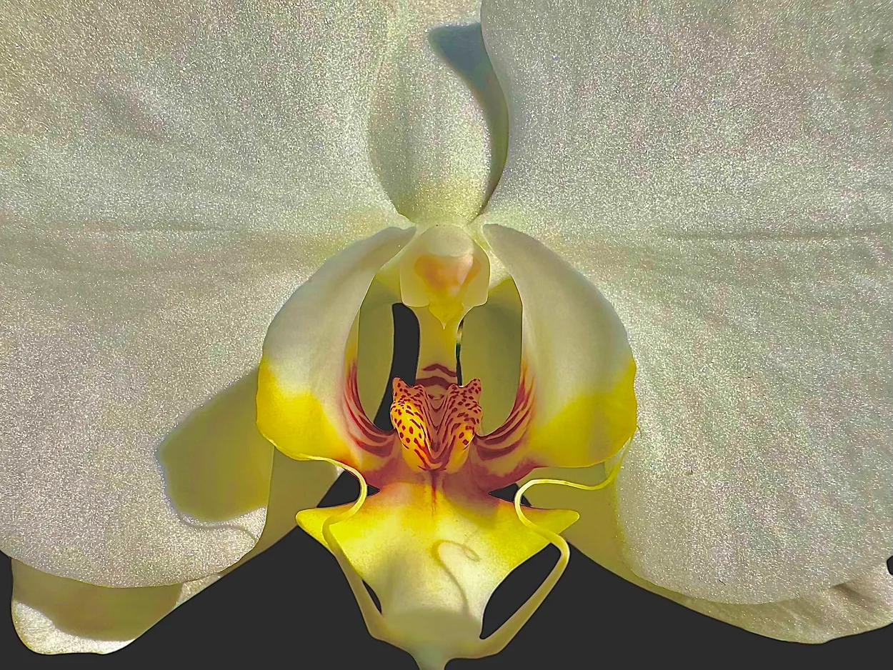 Orchid