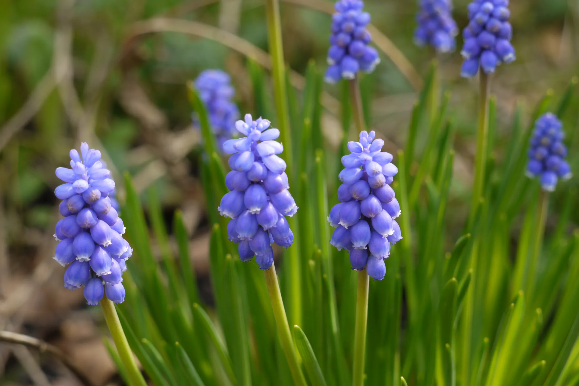 Purple Flowers