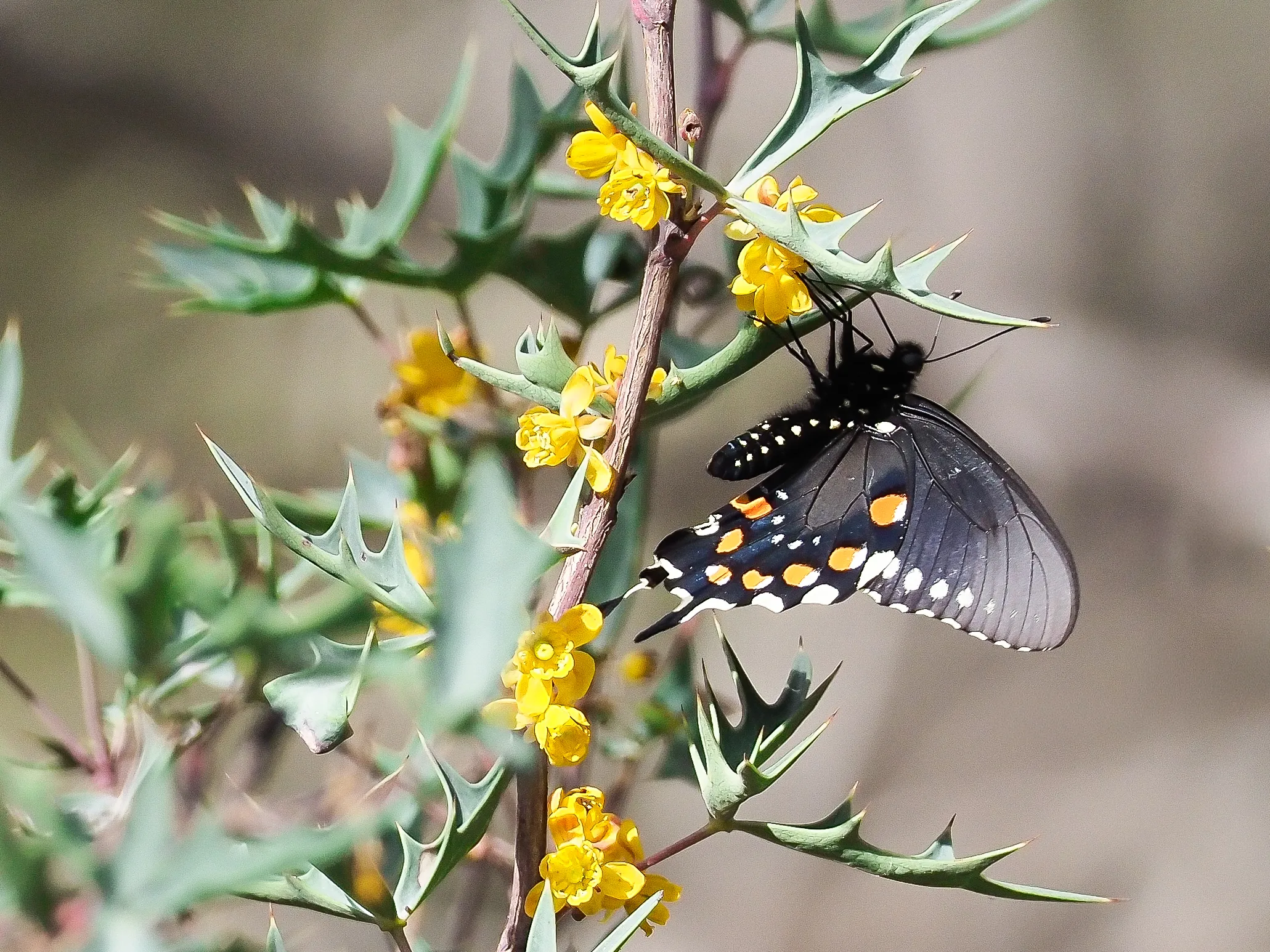 Swallowtail in the Flowers