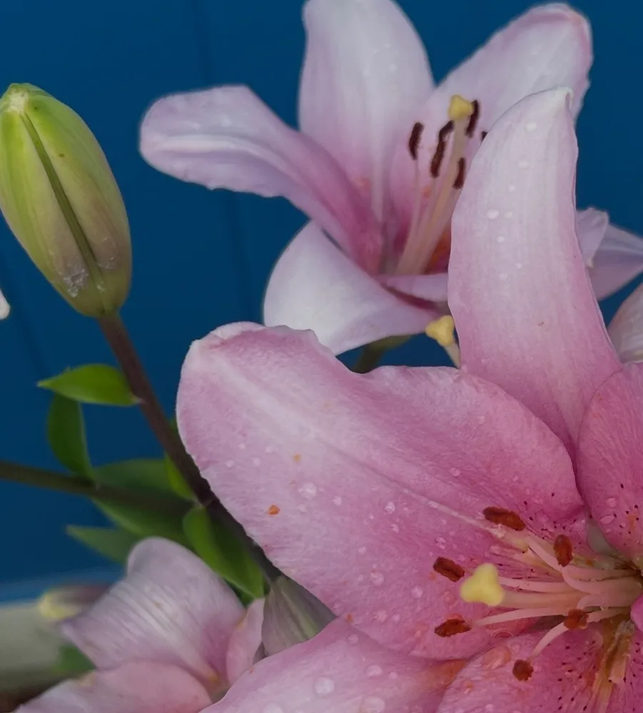 Stargazers