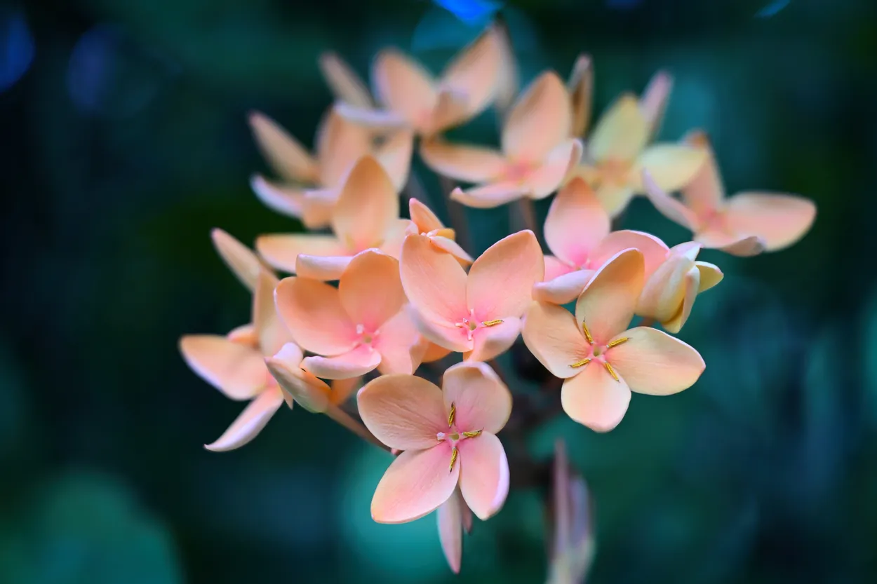 Delicate Bouquet
