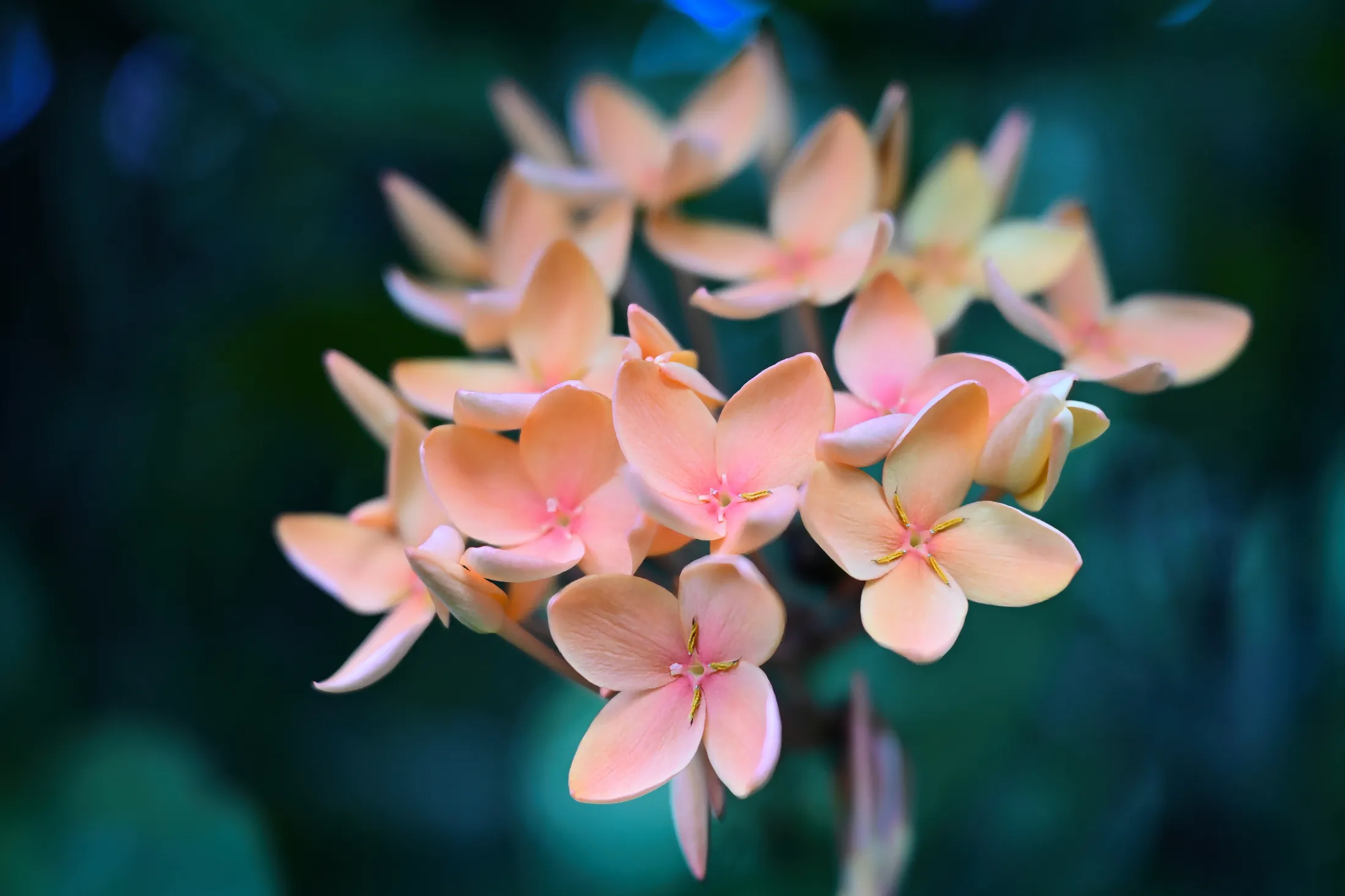 Delicate Bouquet