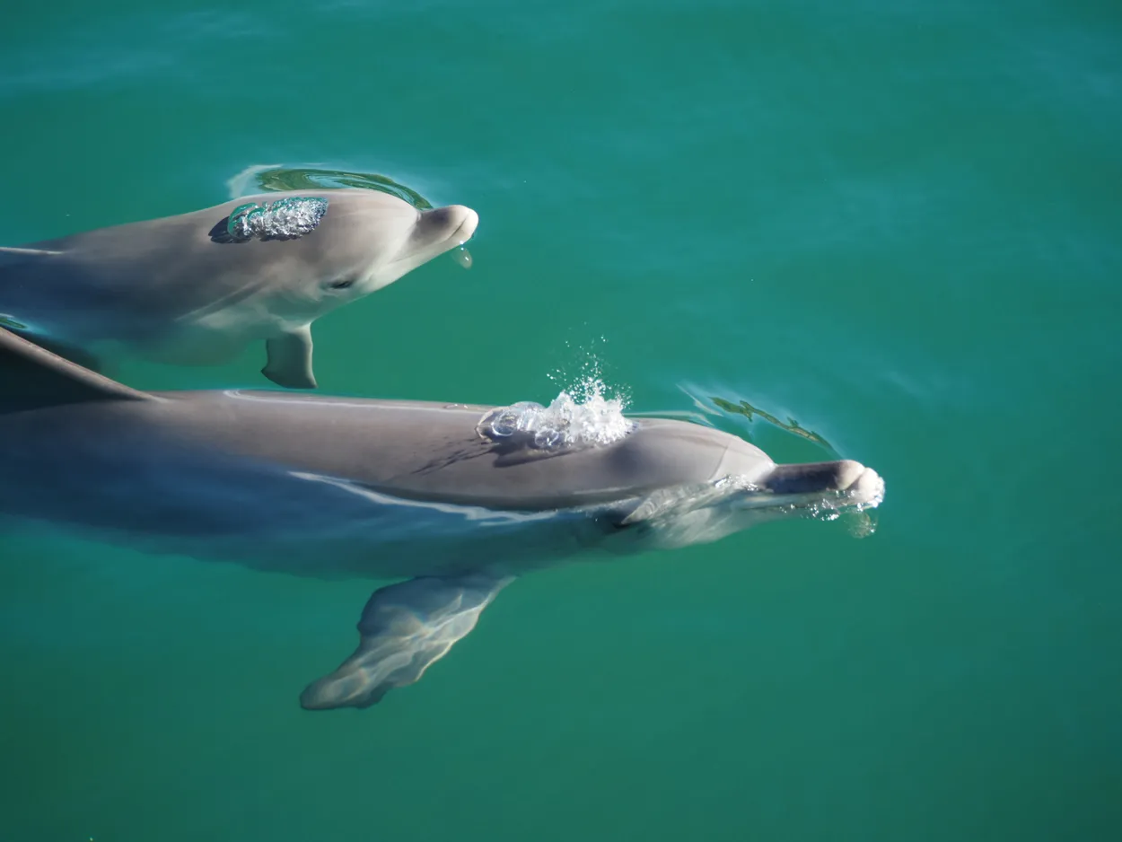 baby dolphin with parent