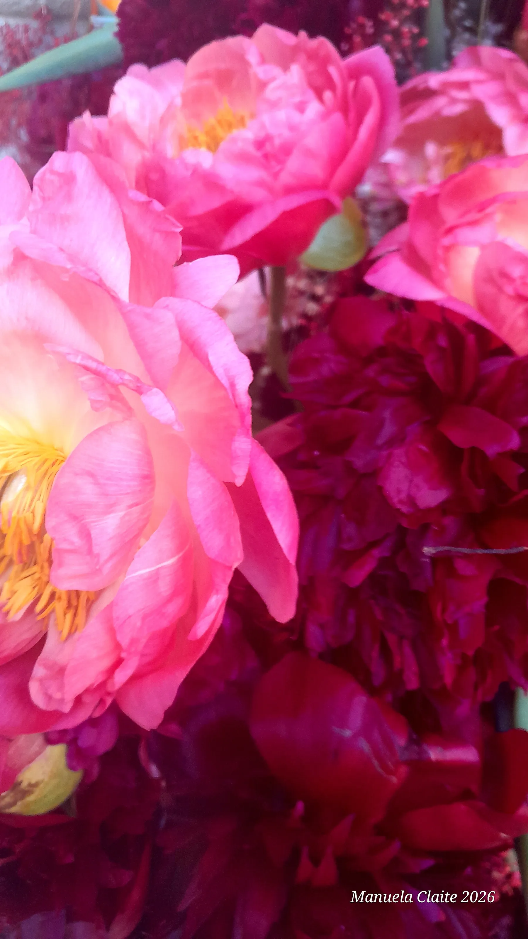 Peonies  Chelsea in Bloom 2026