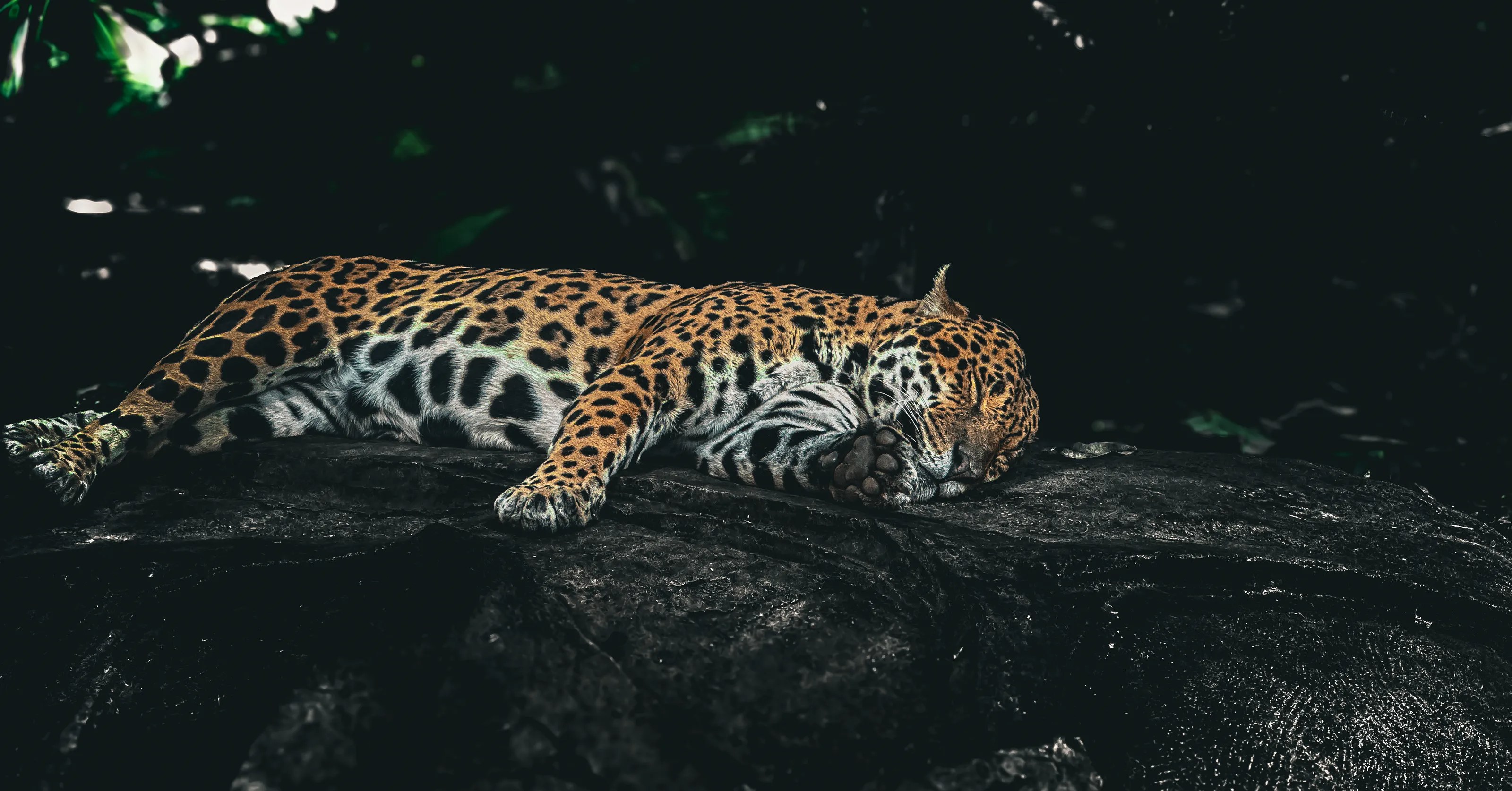 Napo the jaguar