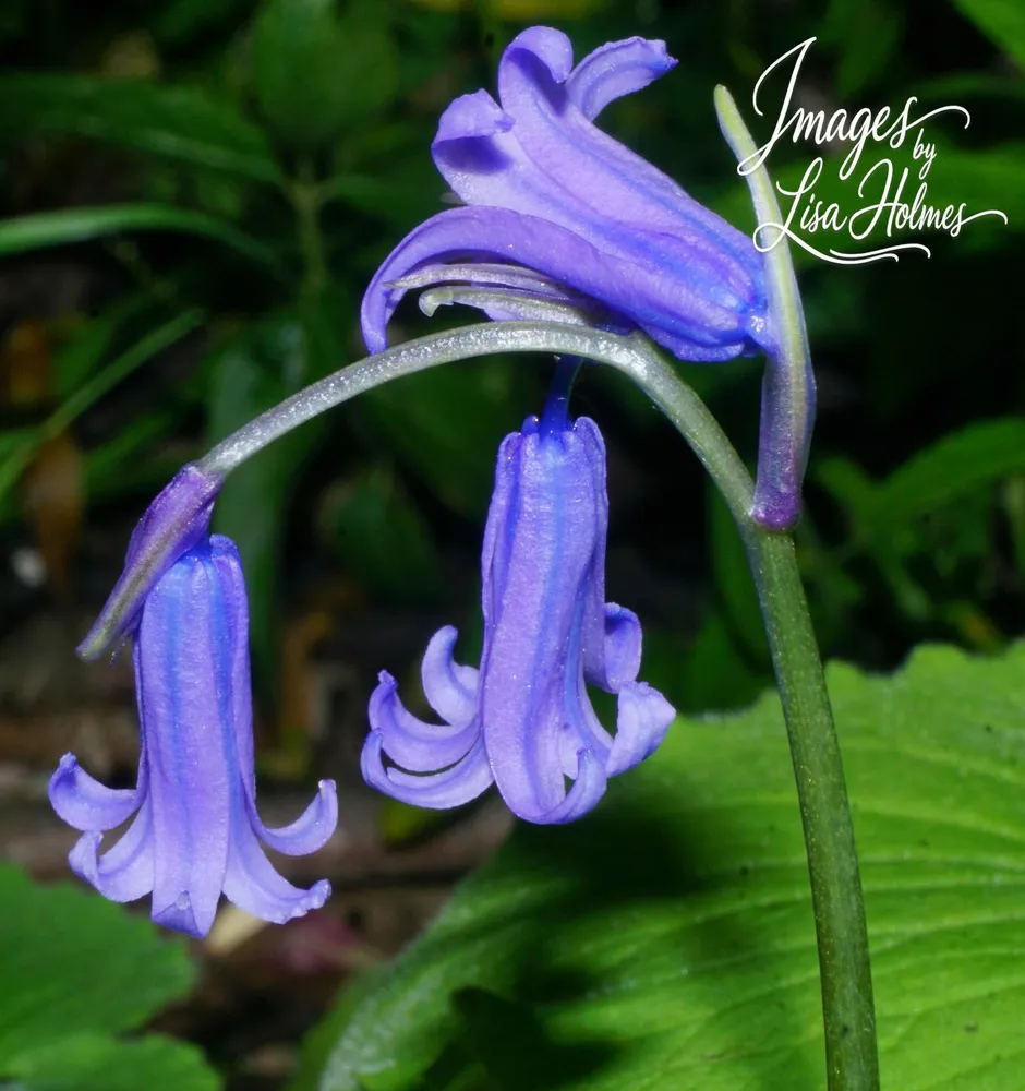 Bluebell standing proud