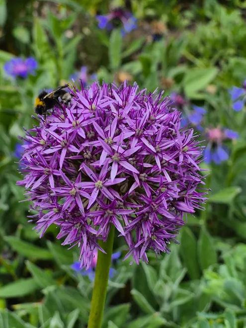 Allium at Emmetts Garden