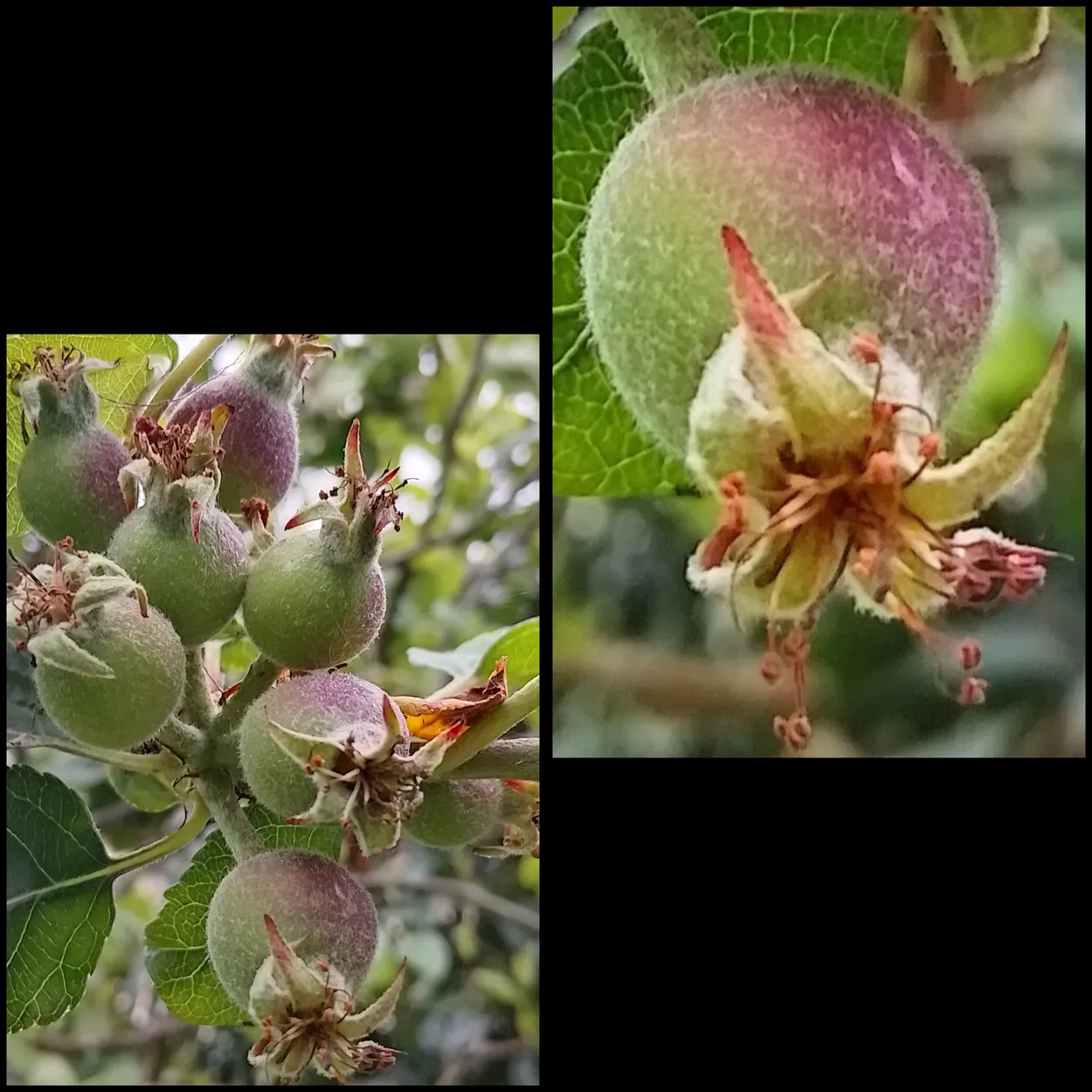 Blackcurrant Buds