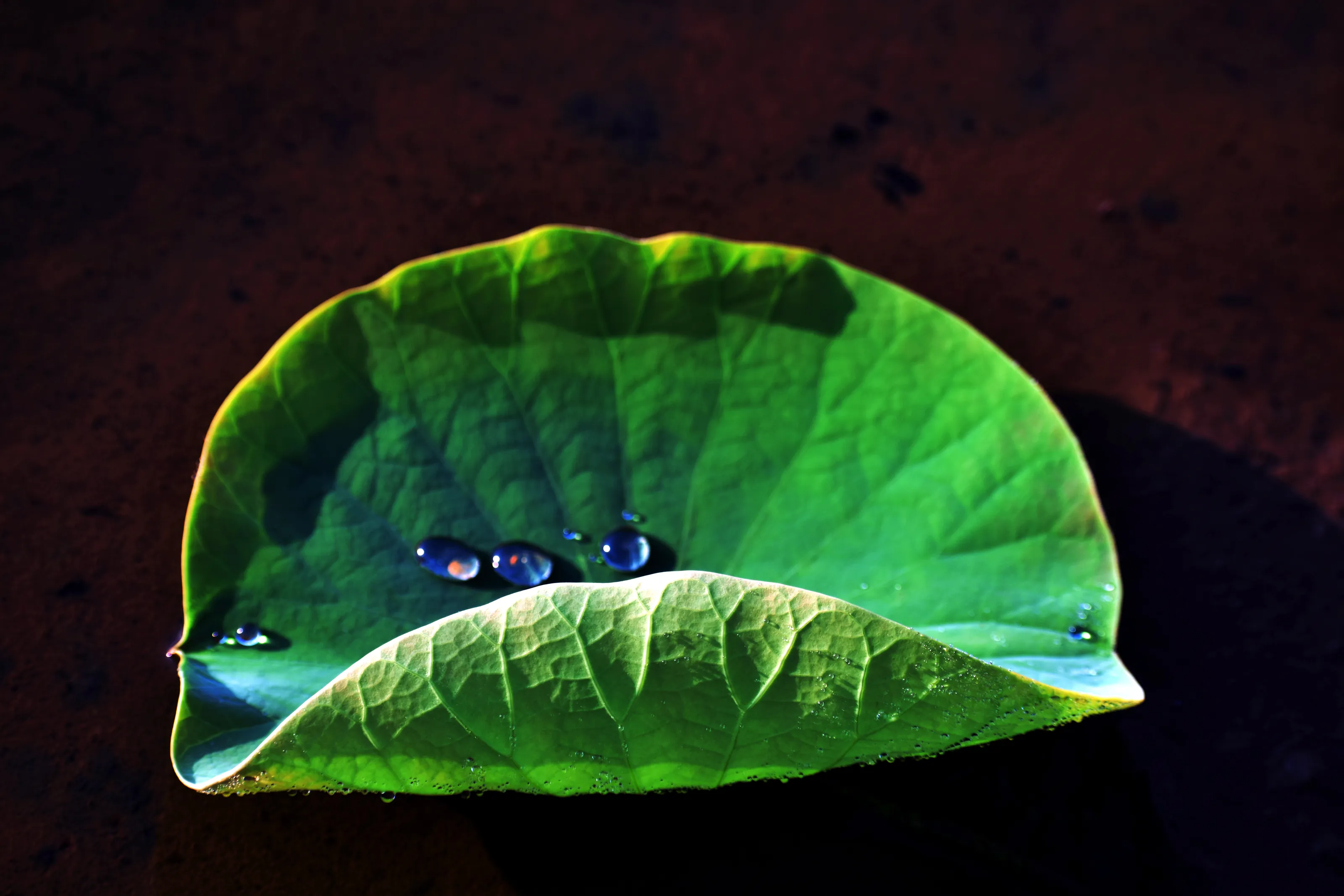 Nature Climate