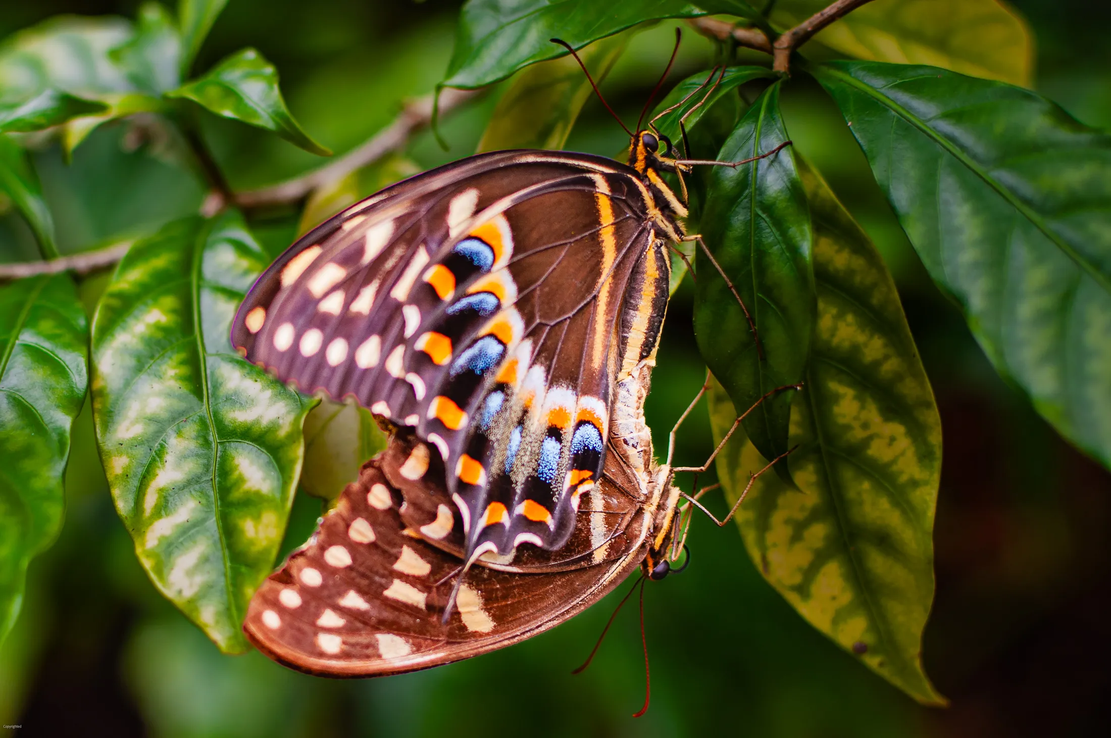 Swallowtail Butterflies