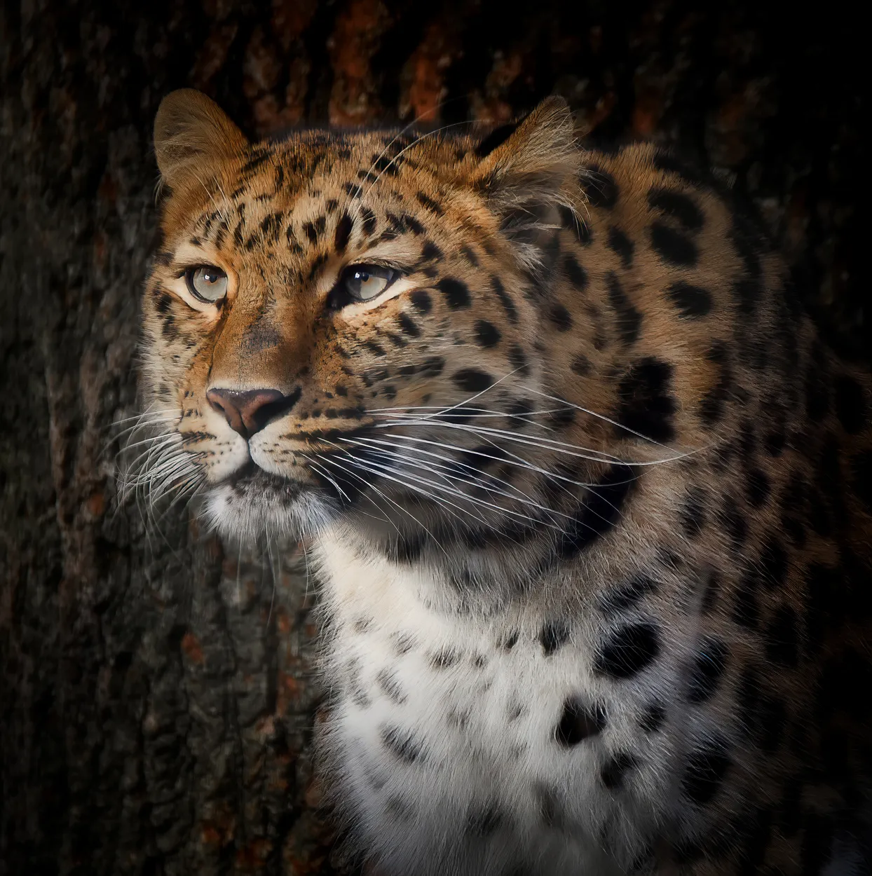 Amur Leopard