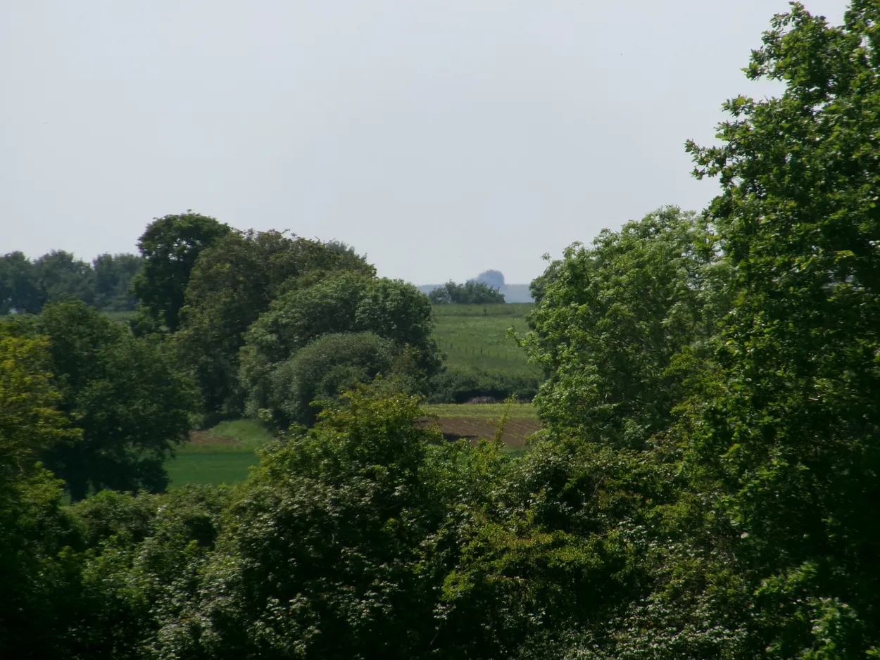 The Woodland Edge