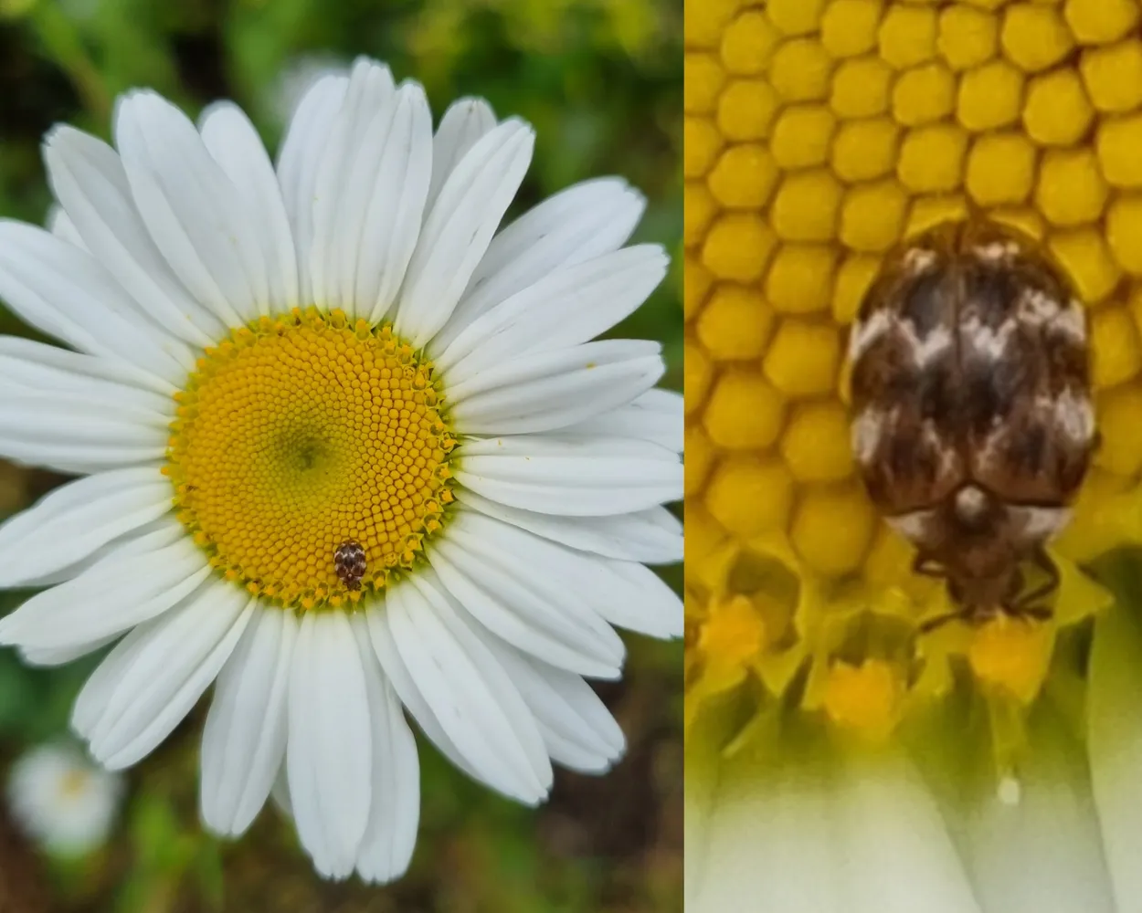 Daisy and tiny little bug