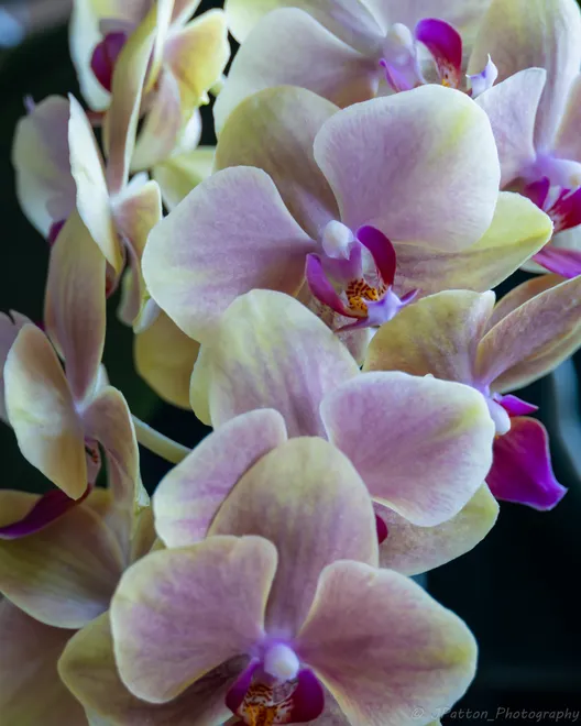 Orchid