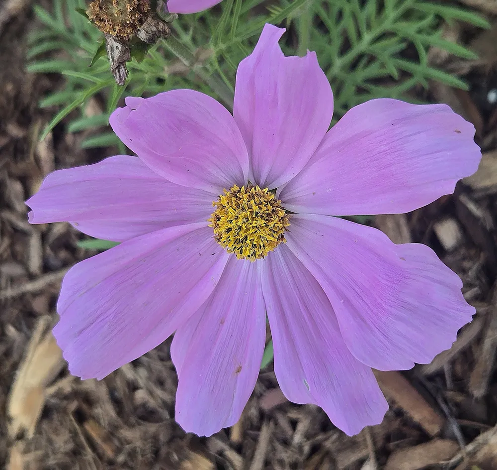 Garden Cosmos