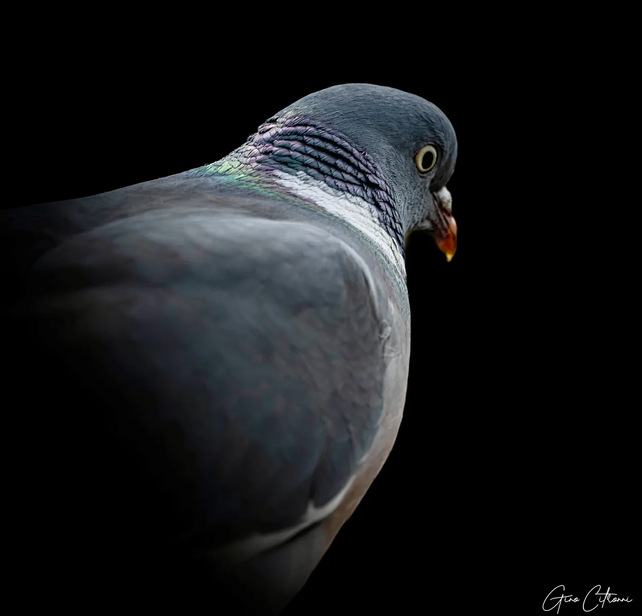 My little pigeon buddy