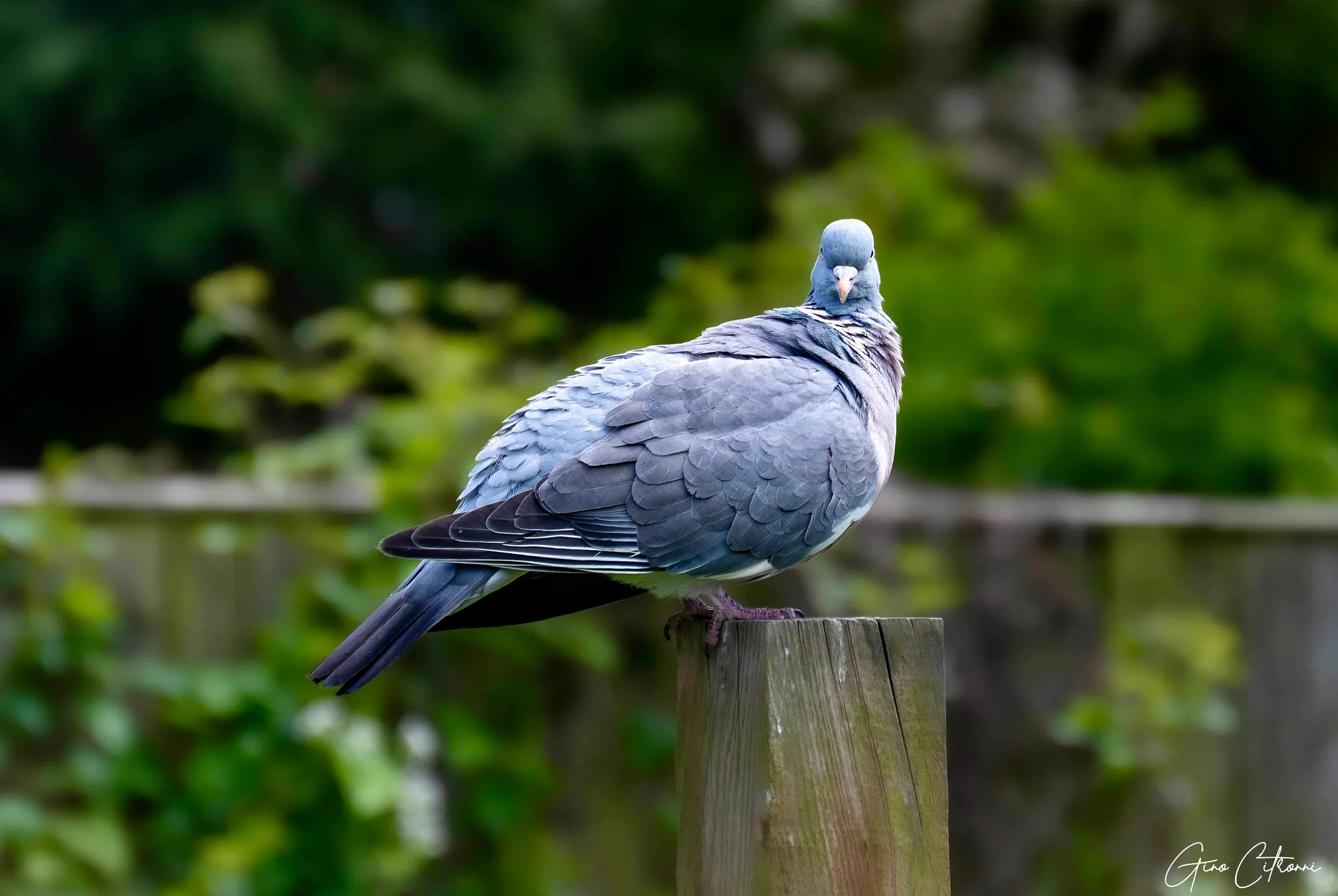 My little pigeon buddy