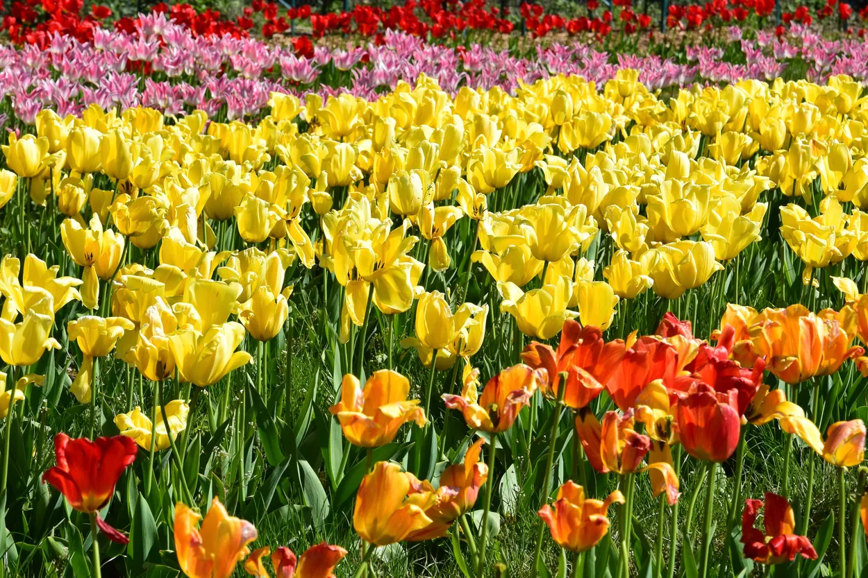 All the tulips