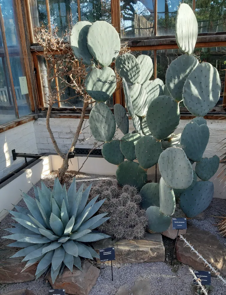 Cacti in the glasshouse