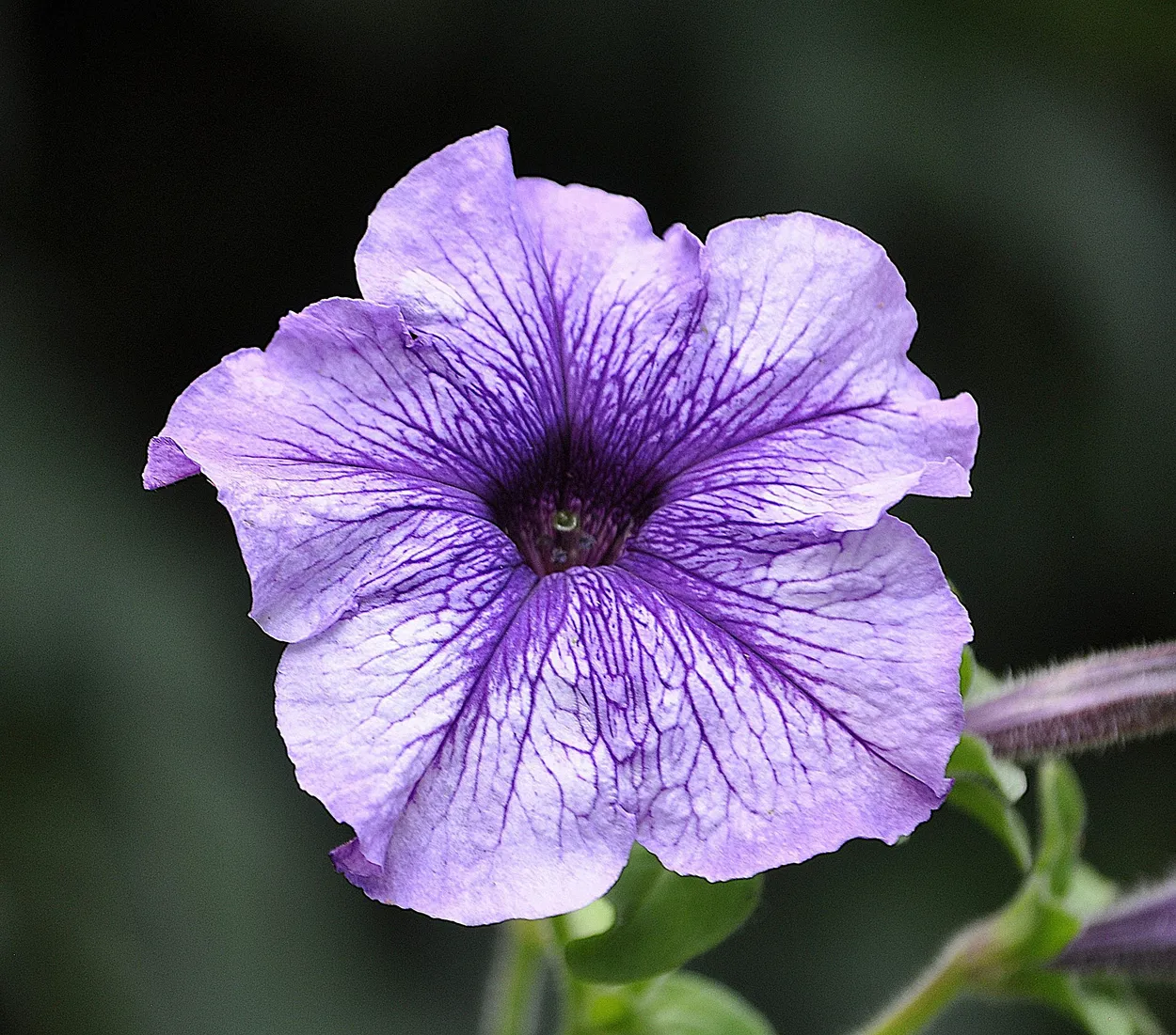 Petunia