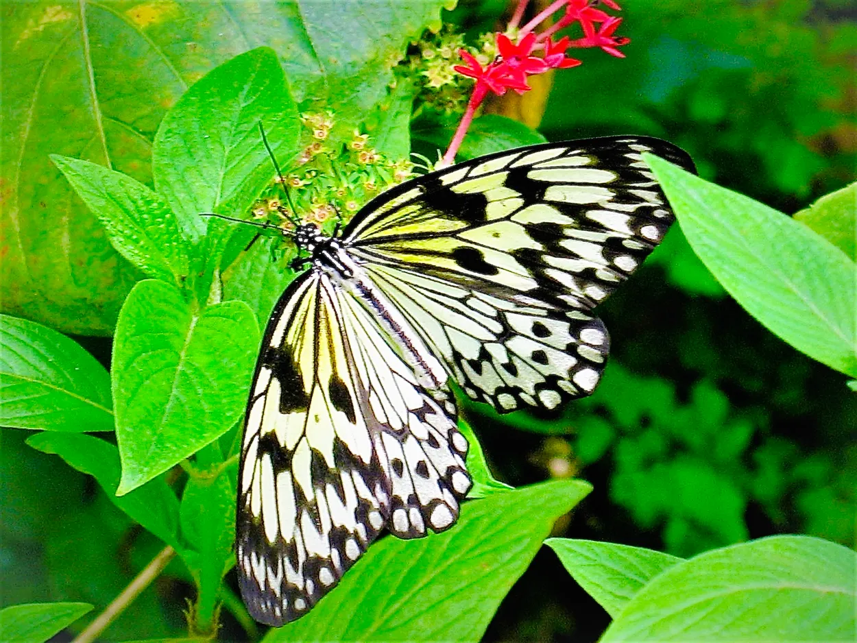Butterfly