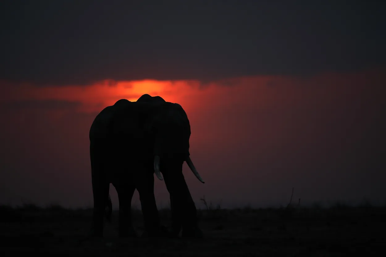 Elephant sunset, Amboseli National Park