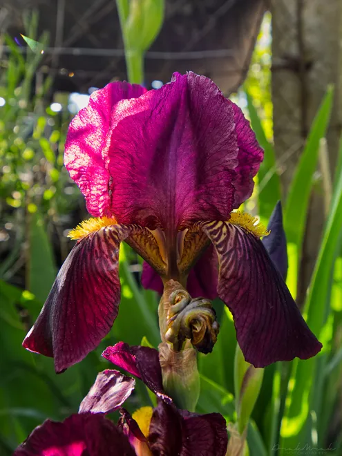Purple iris in low sun