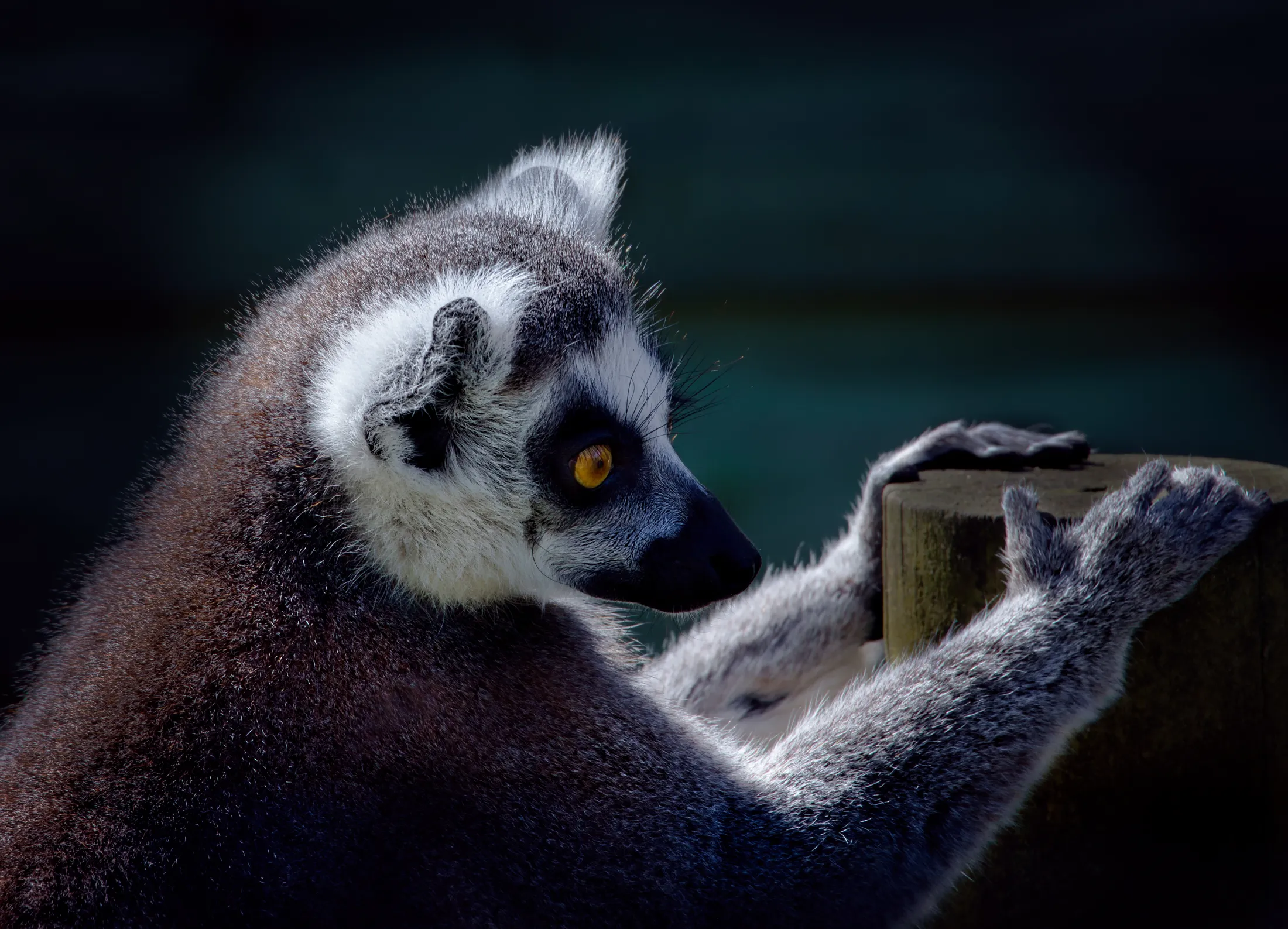 Ring-tailed Lemur