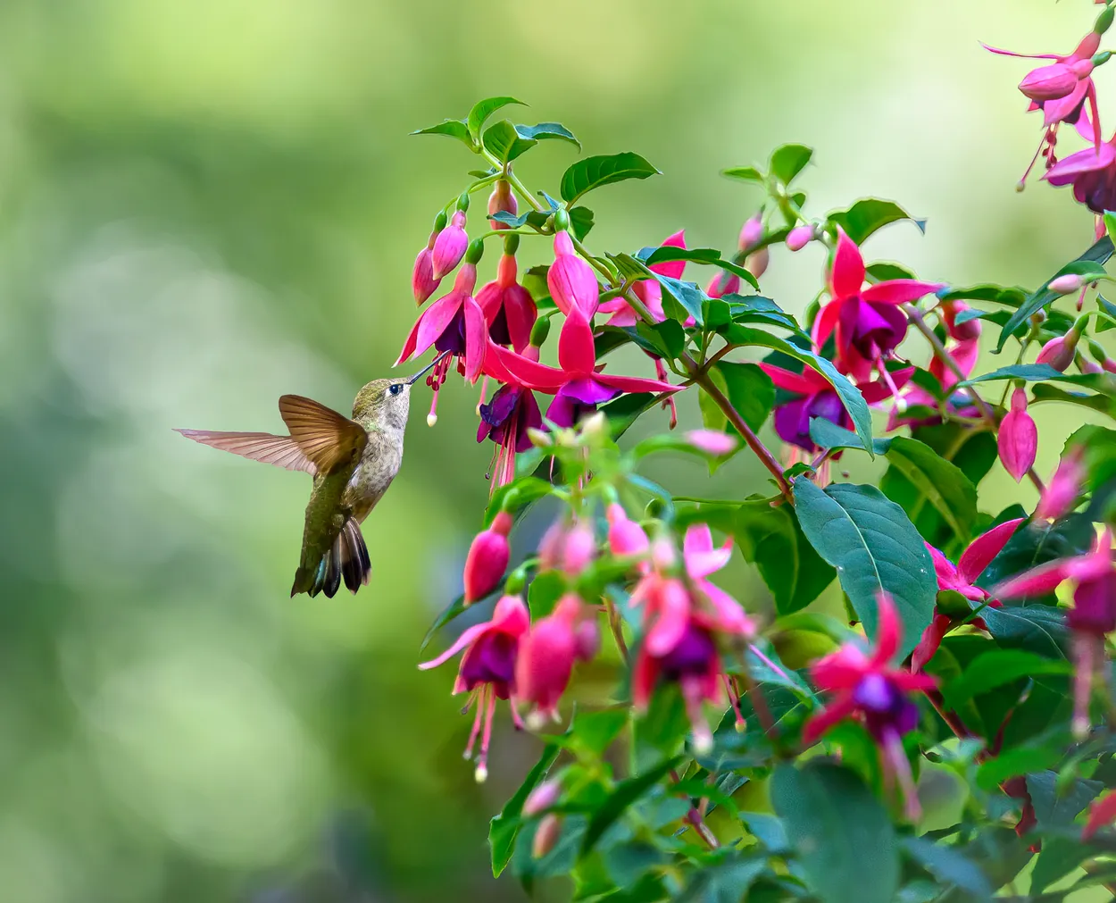 Spring Glory