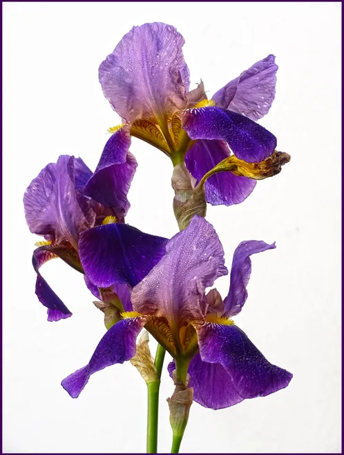 Iris