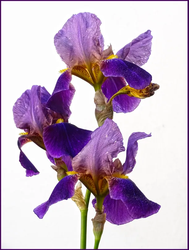 Iris