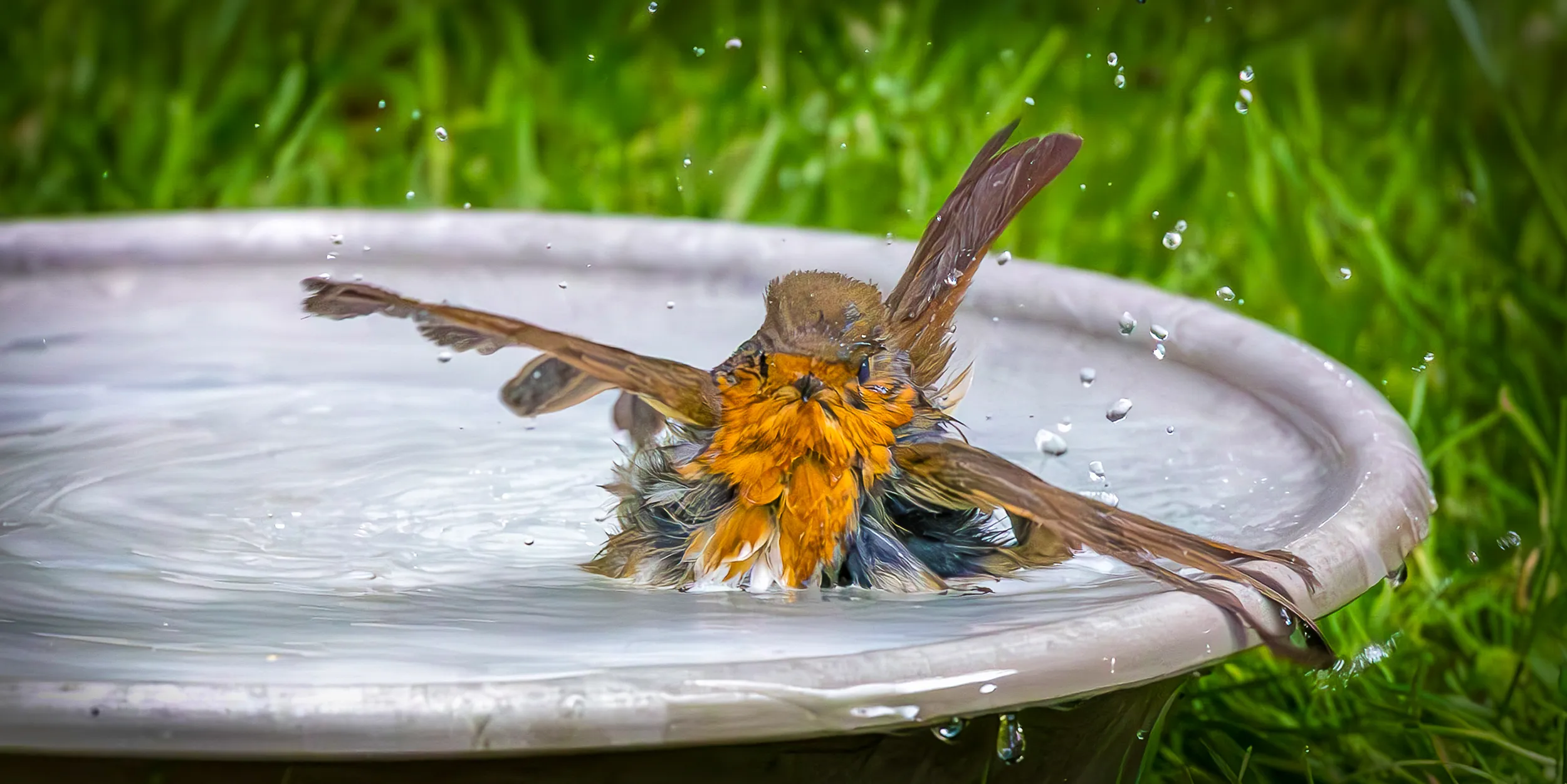 Robin at the Spa