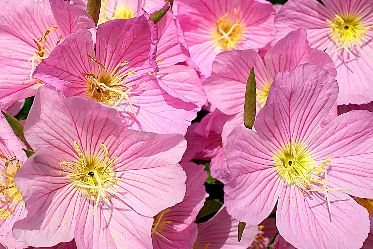 All in  Pink