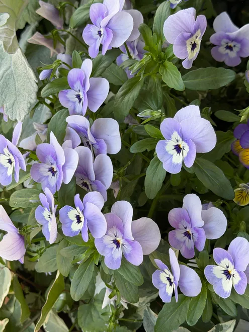 Pretty Mountaintop Pansies