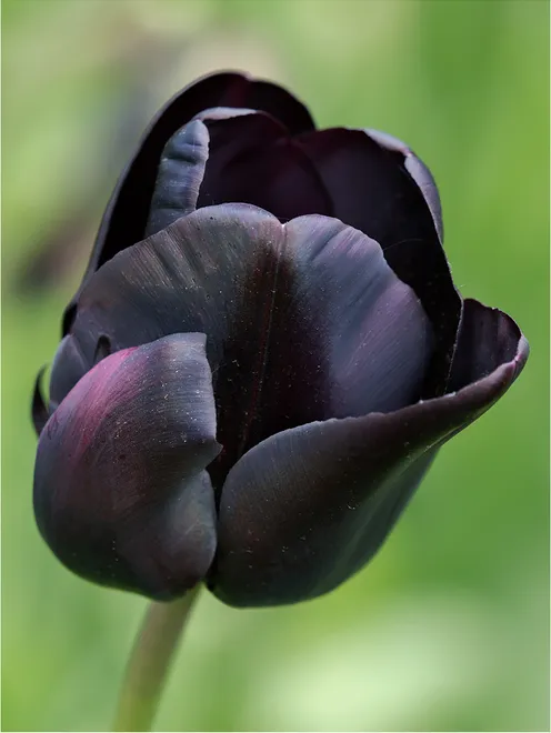 If You Are Going To Be Purple; Be A Deep Purple