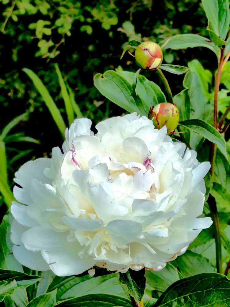 Peonies are My Favorite!